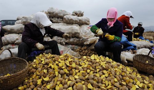 挖土豆_挖土豆机器_挖土豆
