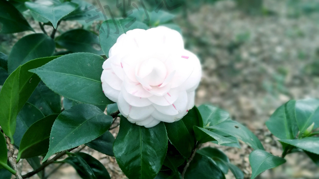 華南植物園游園圖集