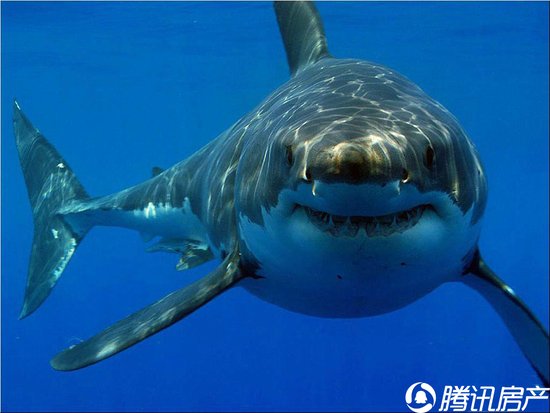 保护大白鲨,我们义不容辞!