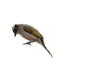 制作个人音乐相册