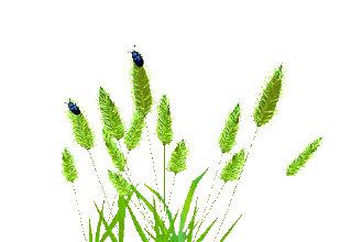 背景 壁纸 绿色 绿叶 树叶 植物 桌面 309_220 gif 动态图 动图