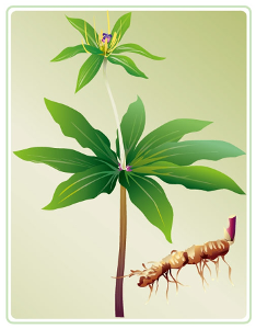 重楼 石菖蒲 大蒜 生草乌 艾片 艾叶