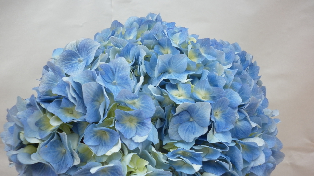 匠人繡球花展2