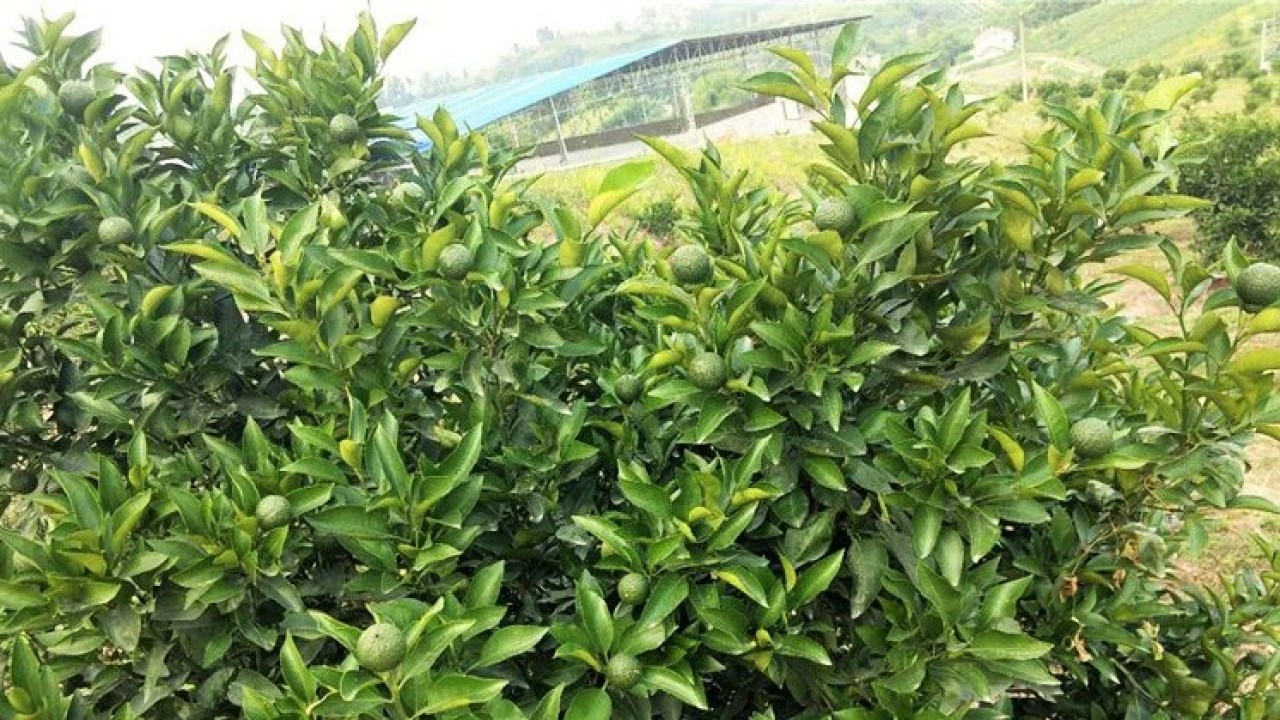 原點讓不知火火起來