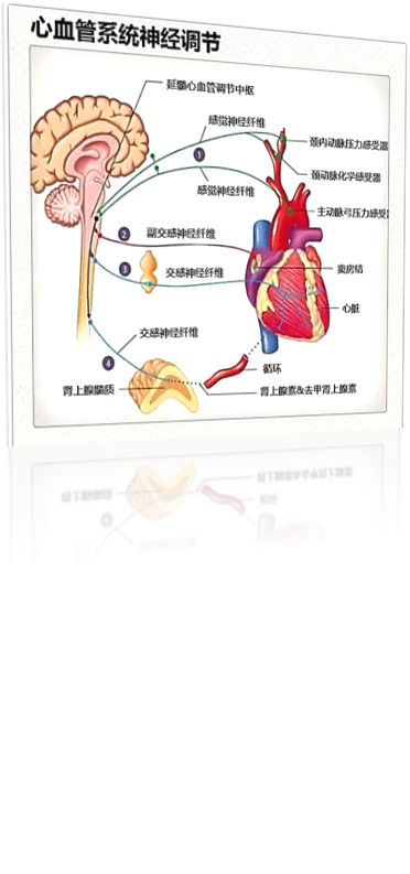 产品介绍  0 心脏神经官能症 cardiac neurosis 1 0 关于薄芝 about