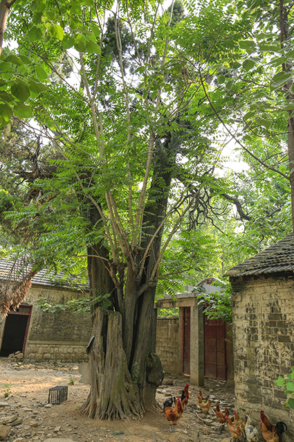 F063羊庄镇大圣寺圆柏