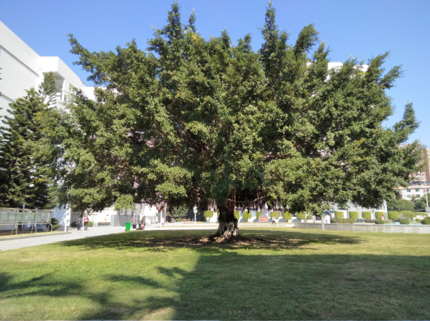 大四上