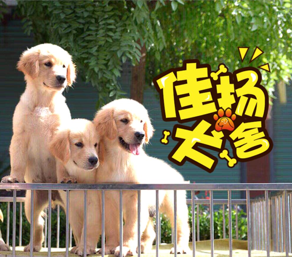 寵物，犬舍，狗狗，品種犬，犬，愛狗人士