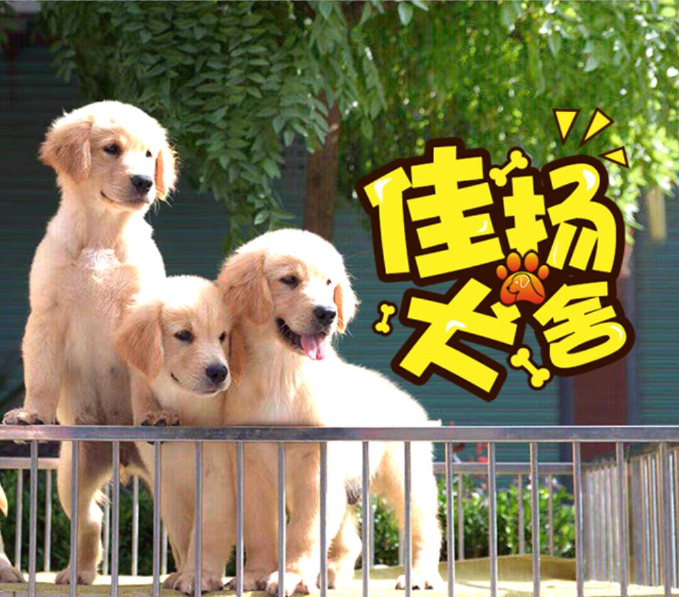 寵物，犬舍，狗狗，品種犬，犬，愛(ài)狗人士