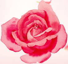 王大妈酒楼——3.8女神节