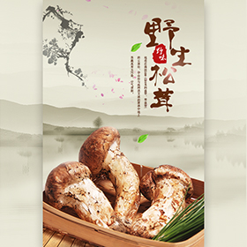 云南野生菌｜松茸、紅菇、雞樅產(chǎn)品促銷