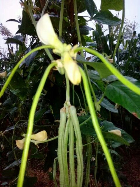 基地品种顶呱呱，质量菜农人人夸！