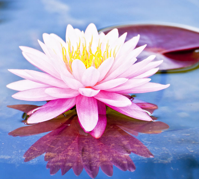 李玉剛唱的《蓮花》太美了，聽了十遍還想聽！