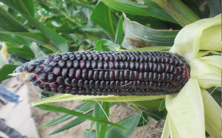 玉米品种 禾玉998 缺点:中等穗型 优点:穗轴小,产量高,品质好,不易穗