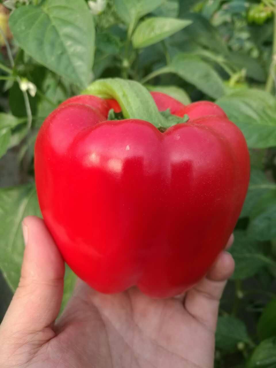 南瓜,黄瓜,苦瓜,冬瓜,丝瓜,茄子,番茄,豇豆,青椒,辣椒,菜花,豌豆,蚕豆