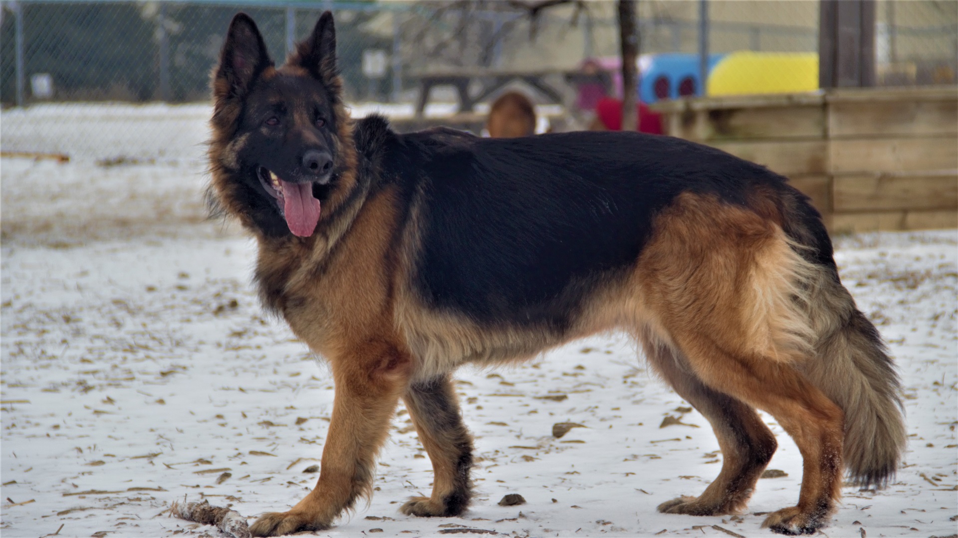 wangs farm organic 德牧狗仔