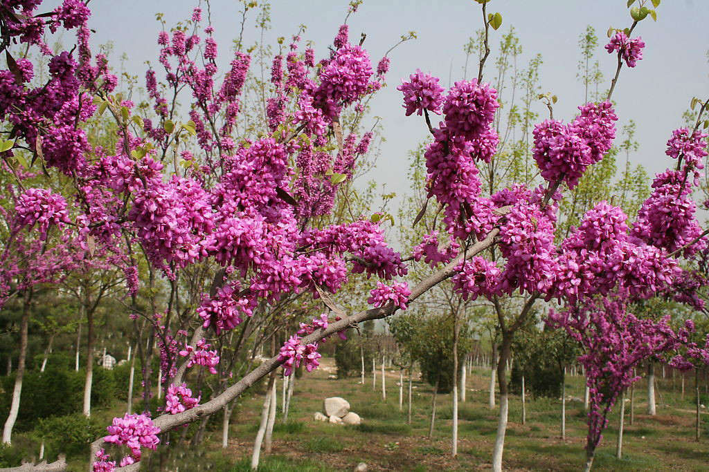 花都 喜盟生活荟 租赁指引_微信营销推广- 兔展h5作品
