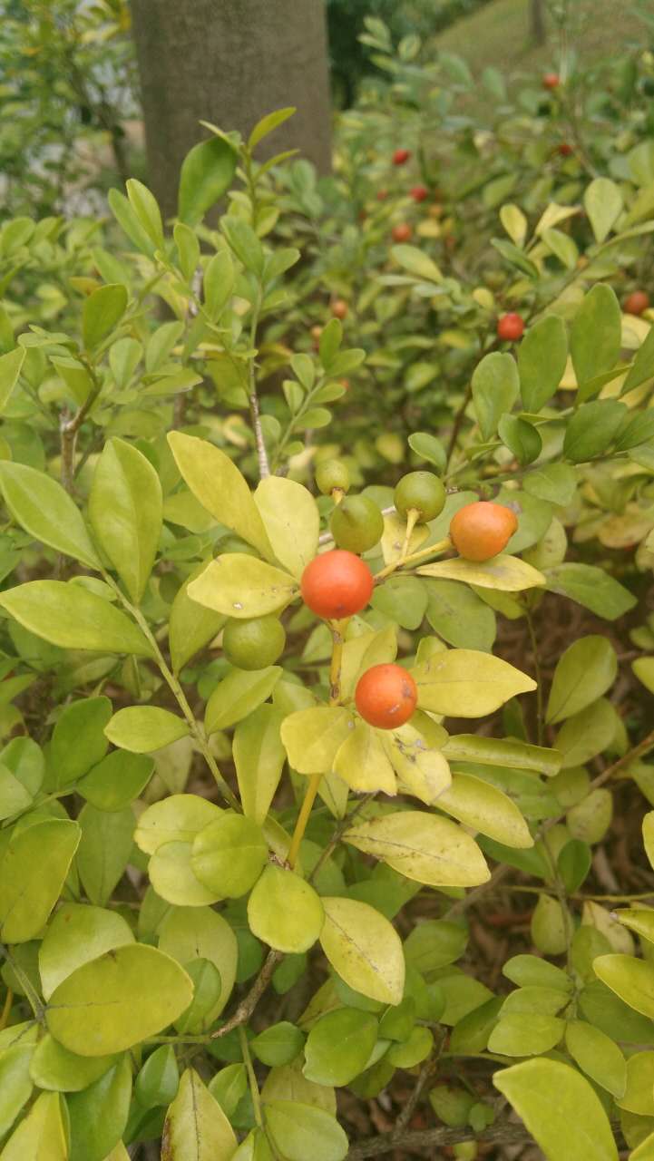 murraya exotica),又称:石辣椒,九秋香,九树香,七里香,千里香,万里香