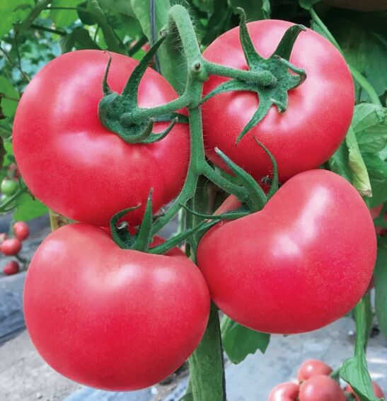 谷雨经典番茄品种大盘点!