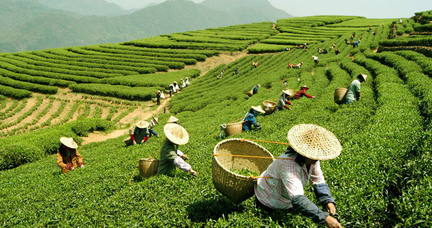 源頭種植企業,自產自銷,禮盒裝,盒裝,散裝茶葉品類眾多,價格齊全.