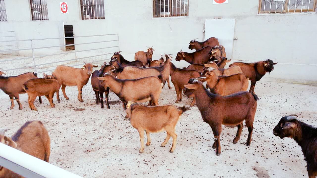 出售优良南江黄羊种公母羊.