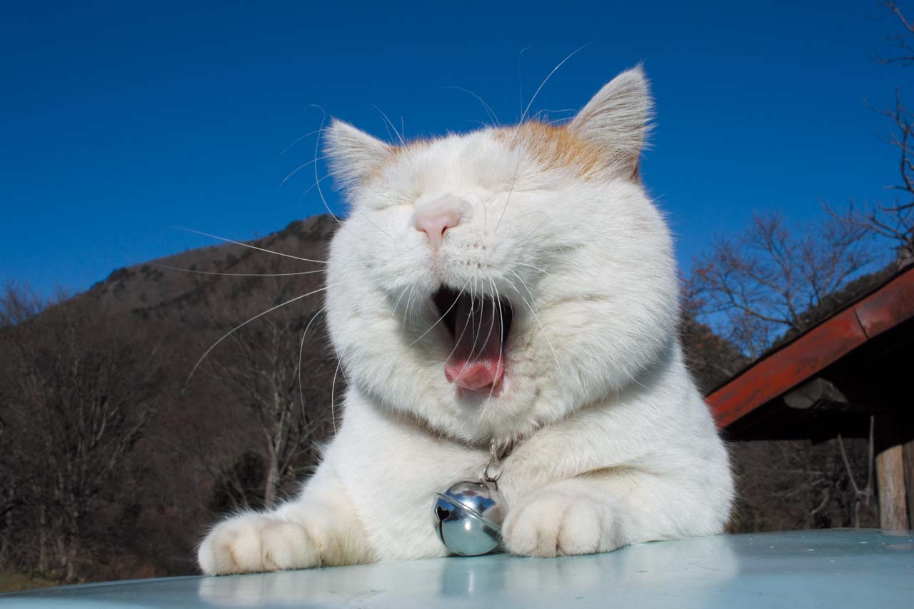 神秘礼物请打开