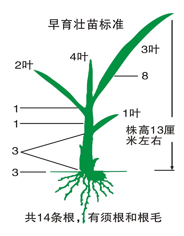 植保专家科研成果落地