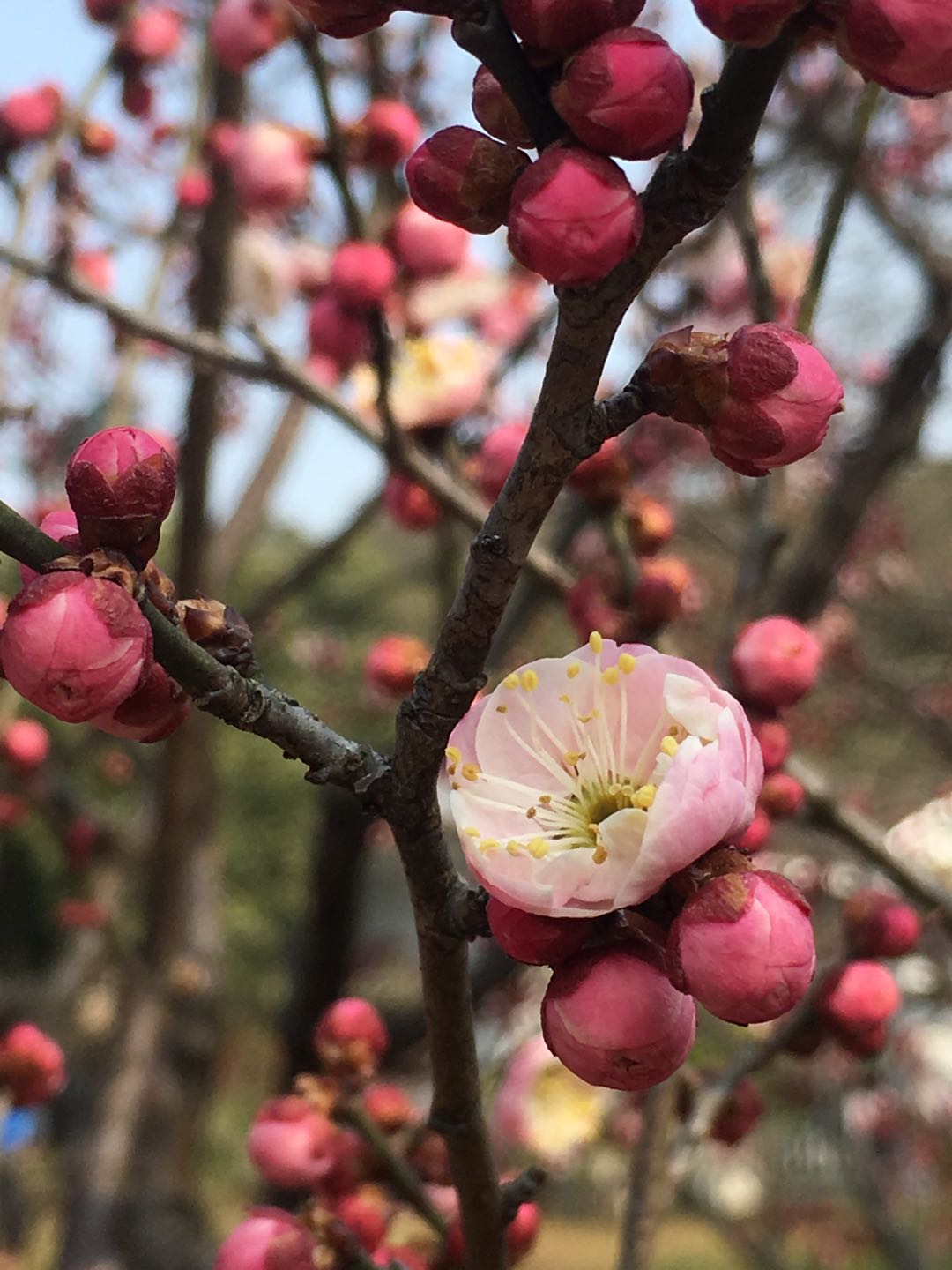 元宵节快乐